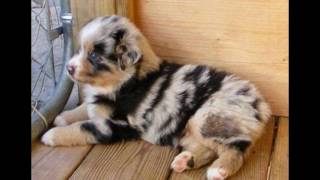 36 Dogs With The Most Beautiful And Unique Coat Patterns
