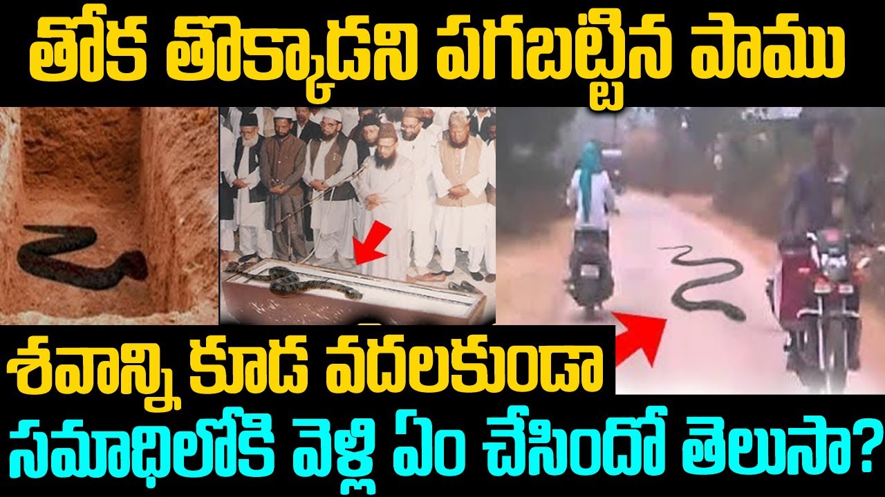 తోక తొక్కాడని పగబట్టిన పాము: సమాధిలోకి దూరి మరి ఏం చేసిందో తెలుసా? | Snake Revange | Voiceofvenkat