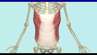 Die 5 Bauchmuskeln - menschliche Anatomie