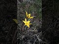 Бузький тюльпан Tulipa hypanica