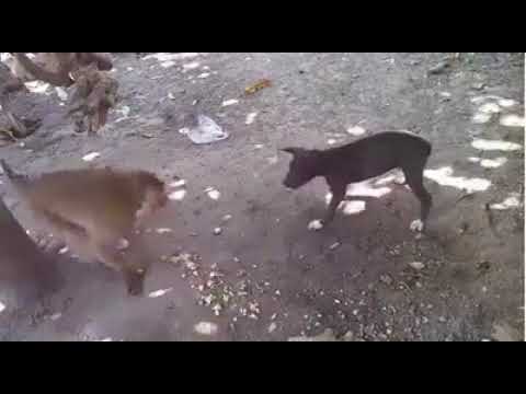 best pet insurance monkey vs dog for food