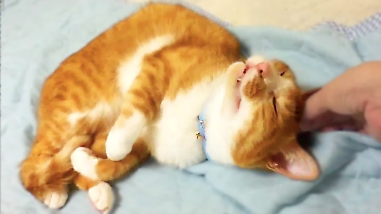 funny cats sleeping in weird positions compilation 2014 funnyplox 赤ちゃんみたいに寝転がる茶トラ猫『マック』-The orange tabby cat which plops itself down like a human baby