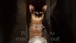 She’s MAD  will she forgive us? Dramatic blue Abyssinian cat  #abyssinian #shorts #funny