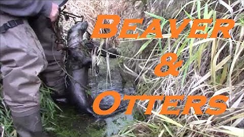 A 87.5# Beaver and more Otters on the Trap Line