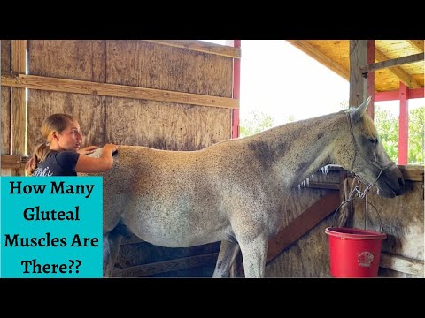 Sea’s Gluteal Muscles Horse Massage Part 4