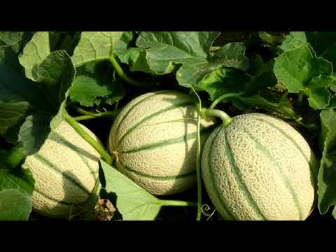 Video: Posso piantare il melone a luglio?