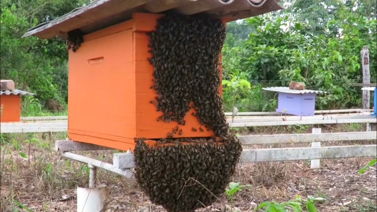 Divisões De Enxames Em Núcleos - Parte 01