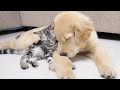 Kitten with separation anxiety cannot live without golden retriever every day