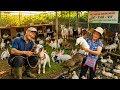 Ms Lien and Mr Vinh decided to invest in expanding their livestock herd  mp3