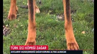 Trt Haber Zagar Kopekleri Youtube