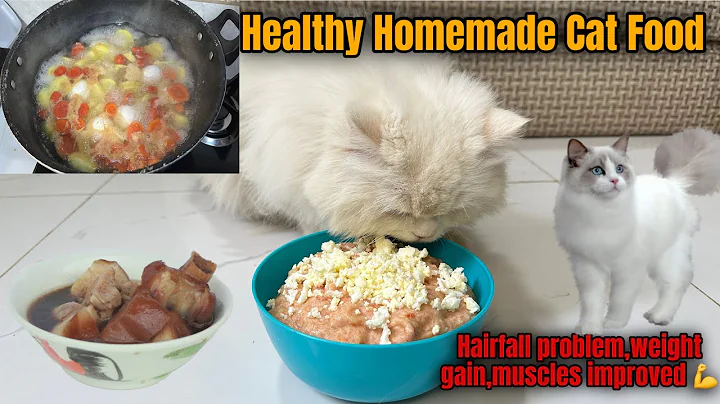 Video 7894541: persian cat food, persian cat home, persian kitten, healthy cat food, best cat food