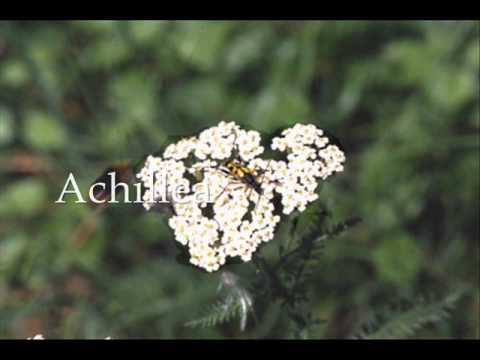 Video: La California Avrà Un'altra Fioritura Di Fiori Selvatici Quest'estate