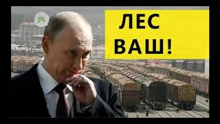 =Путин продаёт Сибирский лес за бесценок =