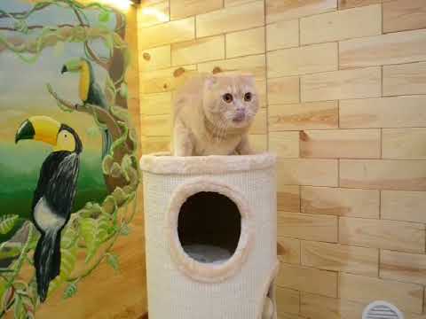 Когтеточка,дряпка Trixie TX 4338 башня для кота Edoardo Когтеточка,дряпка Trixie TX 4338 башня для кота Edoardo