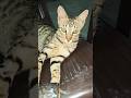 Ye bhi billo ki hi bacchi hai female hai bahut cute hai ye  #catshorts #funnycatshorts #adoptstrays