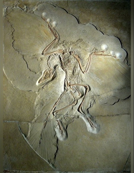 archaeopteryx reconstruction sounds