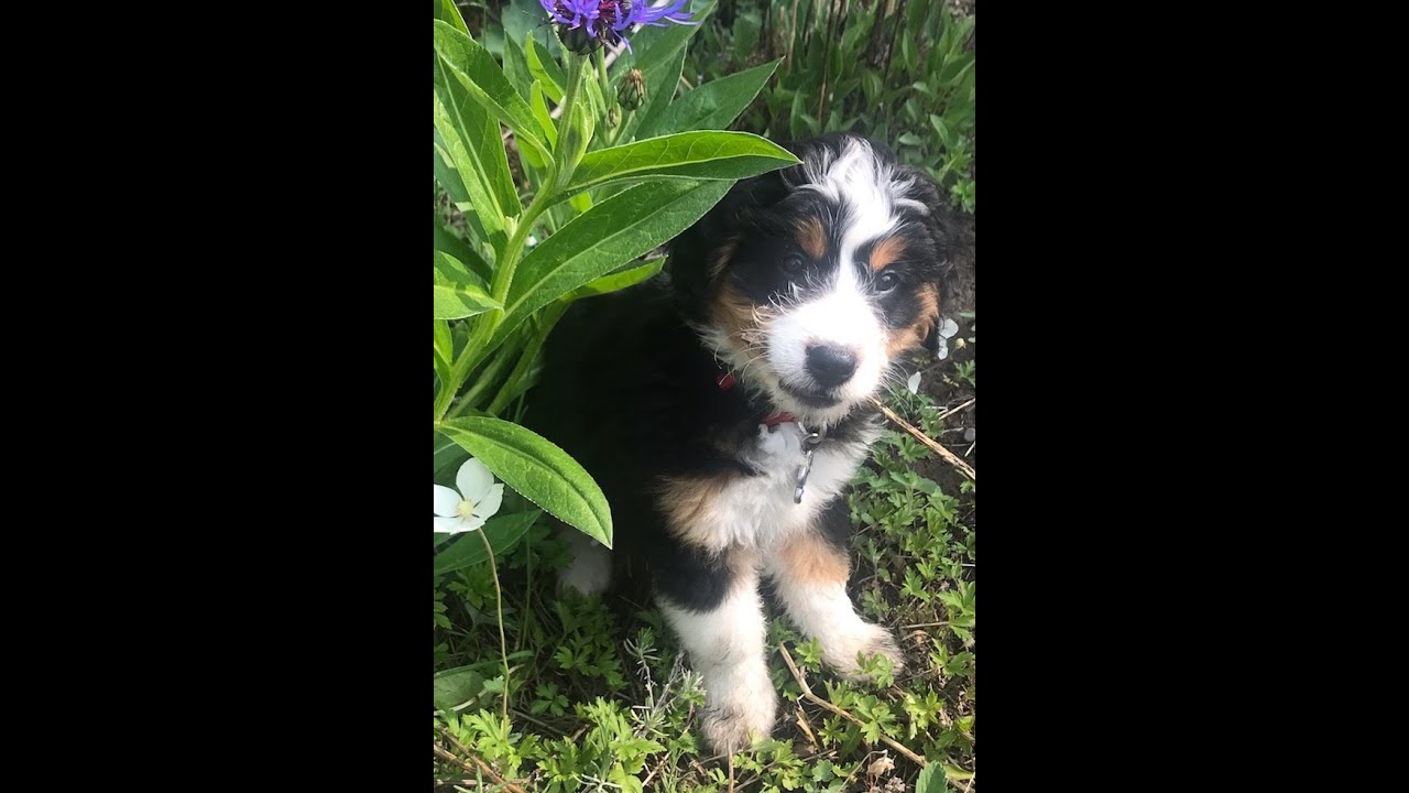 Mini Bernedoodle Puppies8 Week For Sale Idaho Best Bernedoodle