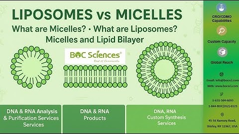 Liposomes vs Micelles: Understanding Lipid Bilayers in Drug Delivery – BOC Sciences