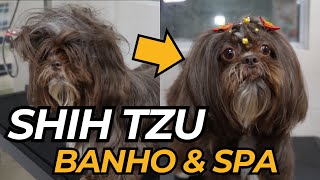 Como fazer rostinho Shih Tzu by Pet's com Pinta 735 views 2 months ago 2 minutes, 42 seconds