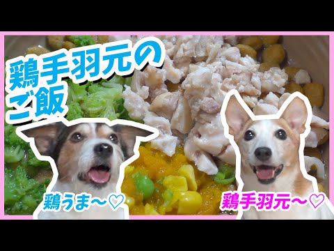 (犬のご飯)鶏手羽元のご飯を食べたジャックラッセルテリア