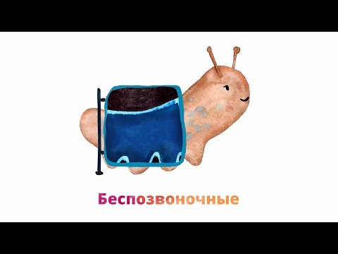 5.1. Беспозвоночные