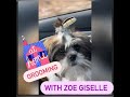 SHIH TZU AT HOME GROOMING / AS SEEN ON TV GROOMING GLOVE/ HOW TO GROOM YOUR PUPPY AT HOME