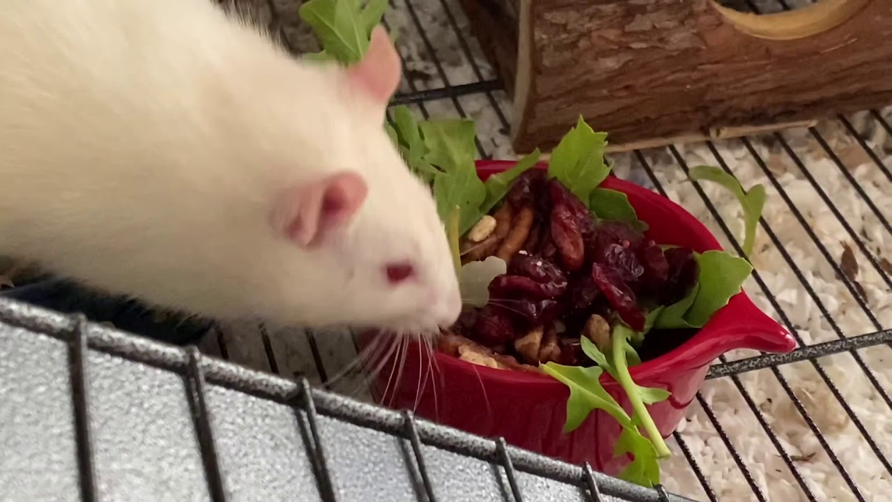 Rats Eat Salad - YouTube