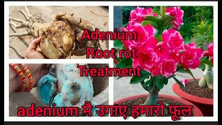 Adenium plant को मरने से कैसे बचाये how to save Adenium plant root rot treatment  gardening tips