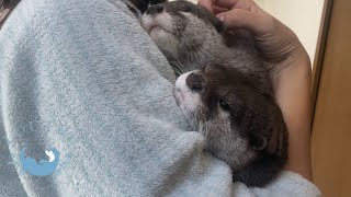 Otter Complains About Her Jumping