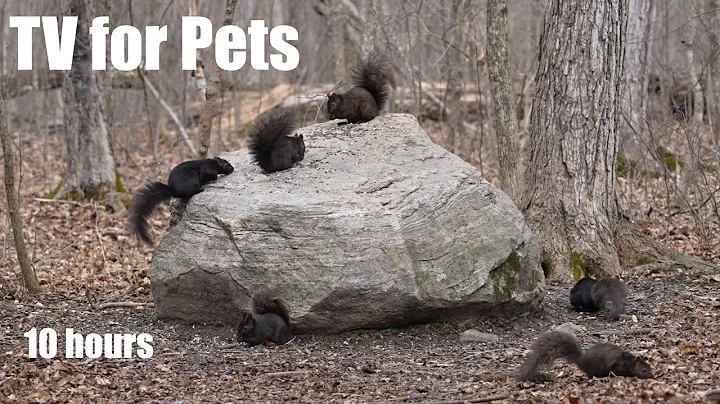 Video 4283551: canadian forest, black forest, cat pets