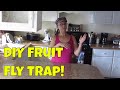 DIY Fruit Fly Trap that Actually Works!