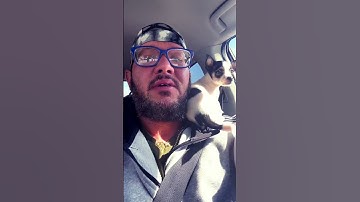 Thumbnail of Chihuahuas do not fear ANYTHING #chihuahua #puppy #ride #ny #518