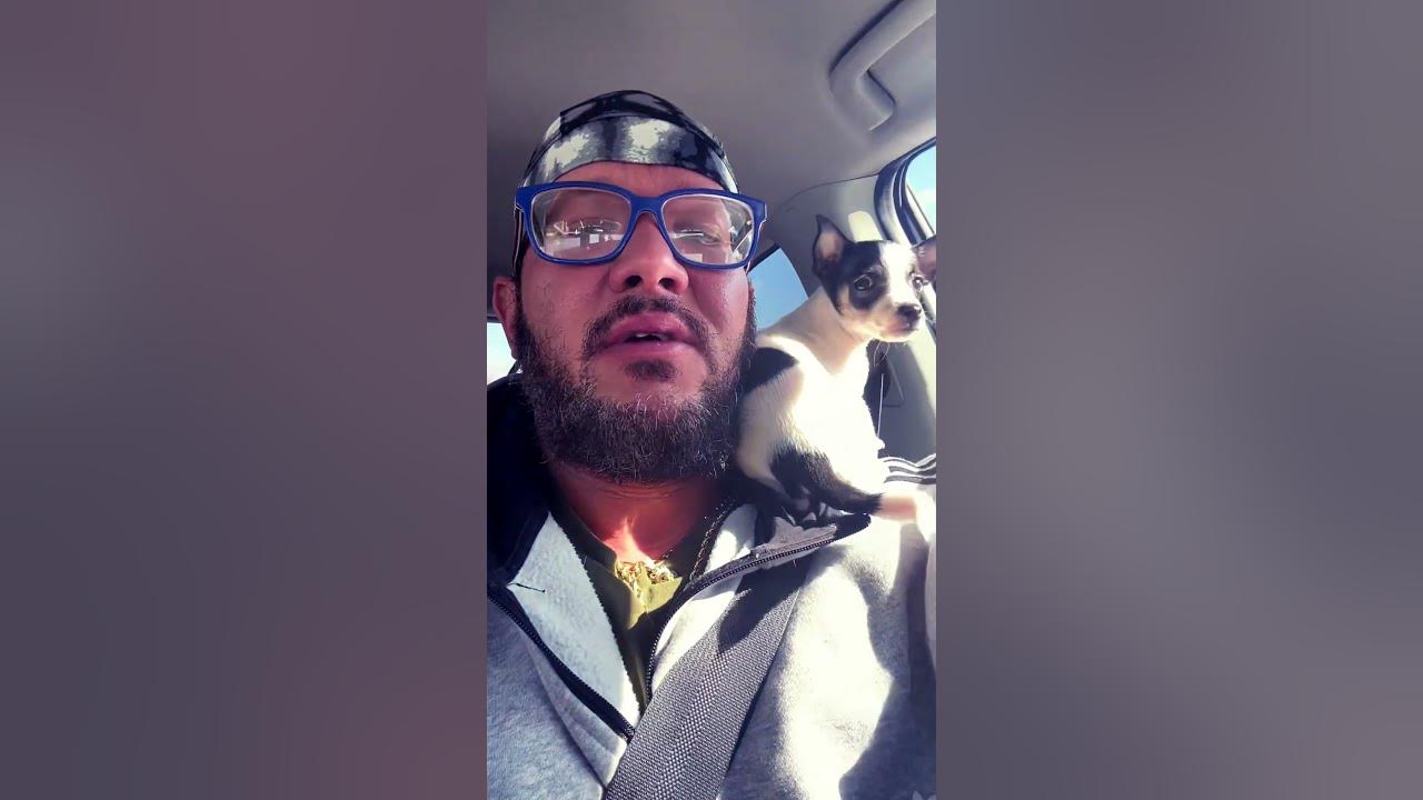 Chihuahuas do not fear ANYTHING #chihuahua #puppy #ride #ny #518 Chihuahuas do not fear ANYTHING #chihuahua #puppy #ride #ny #518