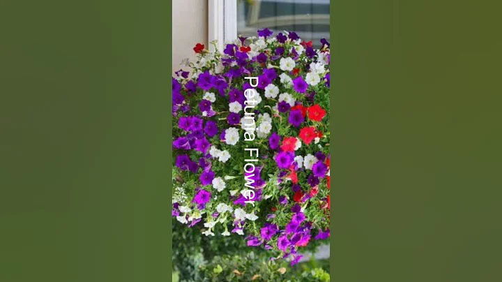 petunia flower #agriculture #farming #harvest #flowers - DayDayNews