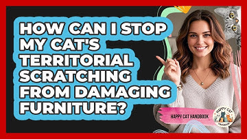 How Can I Stop My Cat