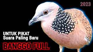 Suara Pikat Tekukur BANGGO Gacor Membuat Tekukur Lain Auto BUNYI \u0026 DATANG...!