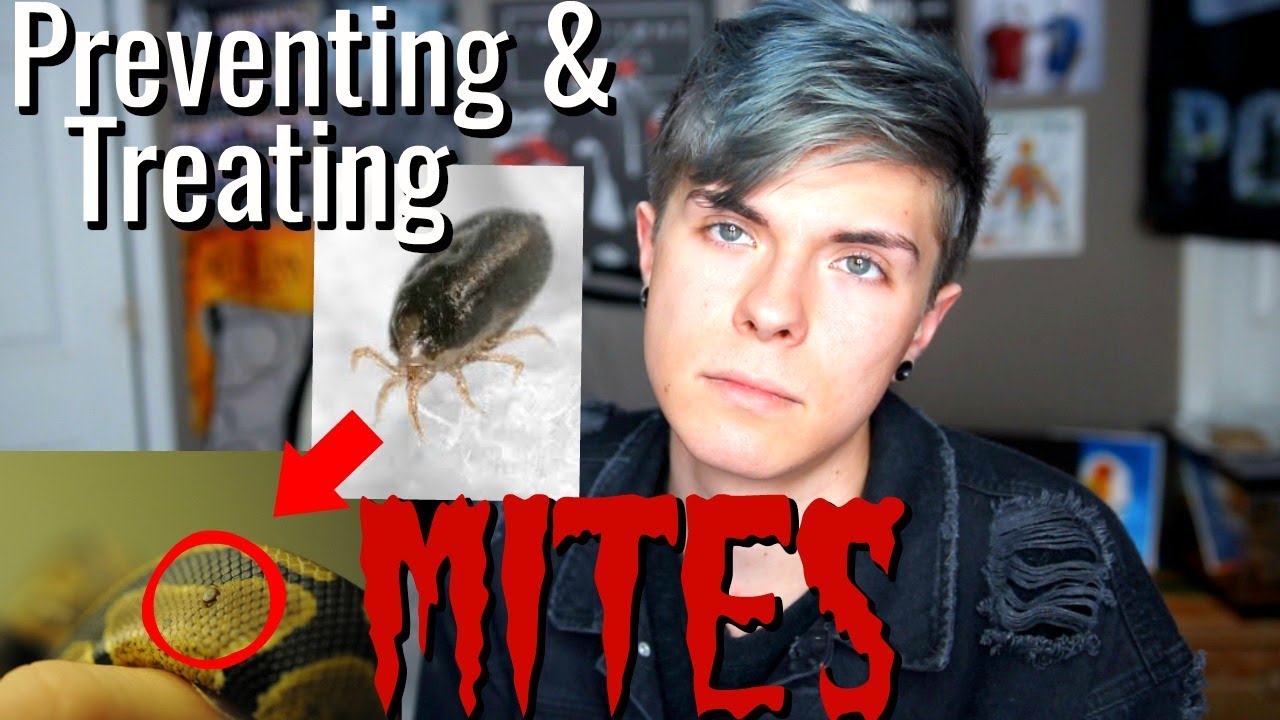 How To Prevent  Treat Reptile Mites! (How I Got Rid Of All My Mites Immediately)