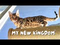 Our curious bengal kitten explores her new home  ep 2