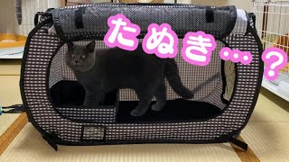 もしものためにポータブルケージを購入！ 【猫壱】【ソフトケージ】