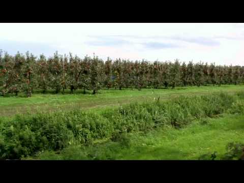 Video: Appels Pluk: Wanneer Moet U Dit In Die Kelder Opberg? Wanneer Moet U Die Herfsoes Van Verskillende Variëteite Van Die Boom In Die Oeral En In Die Moskou -streek Oes?