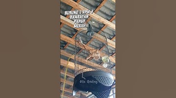 RAMBATAN PARUH MERAH GACOR #burung #rambatangacor #rambatanparuhmerah #birdlife #kicaumania #viral