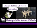 Choosing Better Lambs and Goats Made Easy:  Number 1 Rule to Follow!