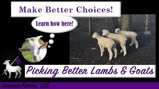 Choosing Better Lambs and Goats Made Easy:  Number 1 Rule to Follow!