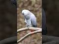 White Parrot - Rarest Birds you will see #shorts #parrot #beautifulbird