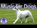 Dog Relaxation Music: 15 Hours of Calming Music for Dogs!