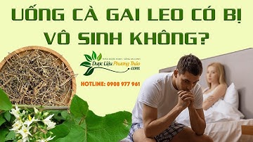 Thực hư uống cà gai leo có bị vô sinh? Uống cà gai leo có tốt cho sinh lý? | Dược Liệu Phương Thảo