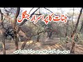 Ancient deserted fearful and mysterious forest of giants in khushab punjab pakistan tahirshahvlogs