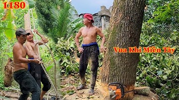 Sử dụng palang cùng sức kéo của nhiều người để cưa hạ gốc cây Gáo nằm nghiêng ngược và kết quả (2/2)