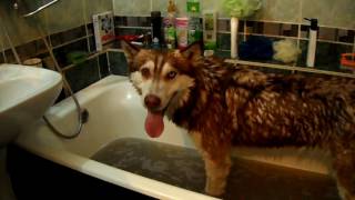 Как Хаски купать / Отмываем Таймыра от грязи / Siberian Husky Vlog Как Хаски купать / Отмываем Таймыра от грязи / Siberian Husky Vlog