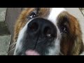 Bruno Got  A Gift From One Of His Subscriber | Bruno - The Saint Bernard |